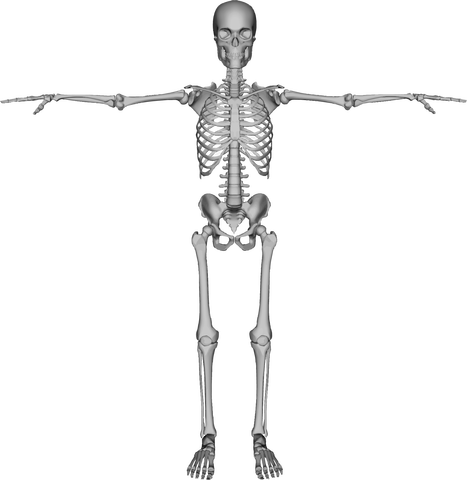 Skeleton t posing