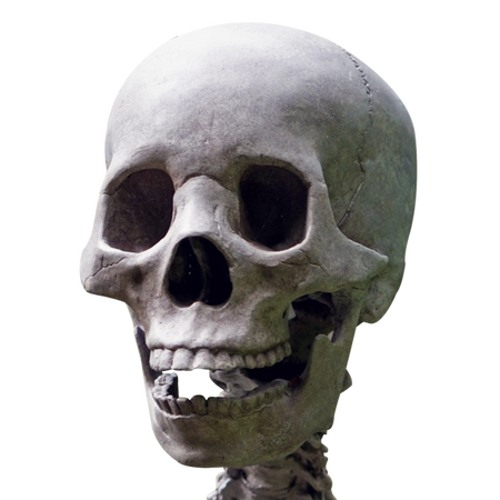 Skeleton