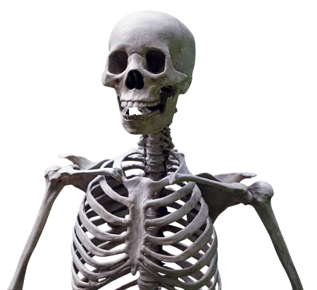 Skeleton